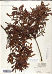 000062101-thumbnail.jpg