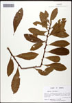 000062103-thumbnail.jpg