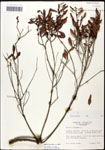 000062106-thumbnail.jpg
