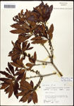 000062109-thumbnail.jpg
