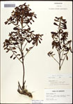000062112-thumbnail.jpg