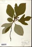 000062174-thumbnail.jpg