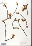000062177-thumbnail.jpg