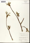 Sassafras