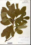000062180-thumbnail.jpg