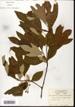 000062183-thumbnail.jpg