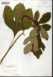 000062184-thumbnail.jpg
