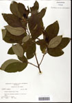 000062185-thumbnail.jpg