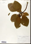 000062186-thumbnail.jpg