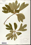 000062187-thumbnail.jpg