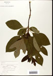 000062188-thumbnail.jpg