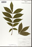 000062204-thumbnail.jpg