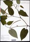 000062268-thumbnail.jpg