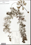000062271-thumbnail.jpg
