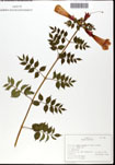 000062320-thumbnail.jpg
