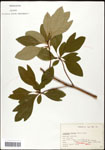 000062340-thumbnail.jpg