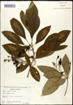 000062341-thumbnail.jpg