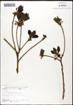 000062342-thumbnail.jpg