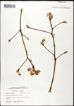 000062344-thumbnail.jpg