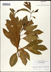 000062346-thumbnail.jpg