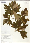 000062347-thumbnail.jpg