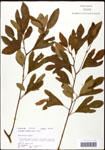 000062349-thumbnail.jpg