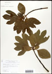 000062350-thumbnail.jpg