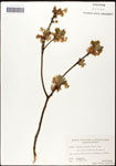 000062351-thumbnail.jpg