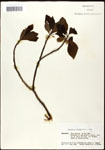 000062352-thumbnail.jpg