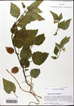 000062423-thumbnail.jpg