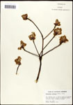 000062443-thumbnail.jpg