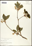 000062444-thumbnail.jpg