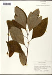 000062445-thumbnail.jpg