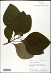 000062447-thumbnail.jpg