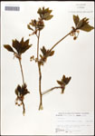 000062448-thumbnail.jpg