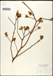 000062450-thumbnail.jpg