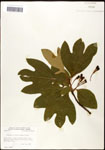000062451-thumbnail.jpg