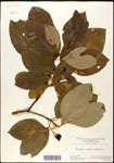 000062452-thumbnail.jpg