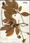 000062453-thumbnail.jpg