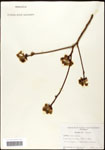 000062454-thumbnail.jpg
