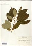 000062455-thumbnail.jpg