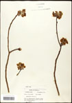 000062456-thumbnail.jpg