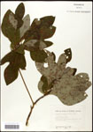 000062457-thumbnail.jpg