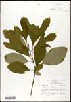 000062459-thumbnail.jpg