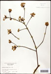000062460-thumbnail.jpg