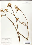 000062461-thumbnail.jpg