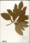 000062464-thumbnail.jpg