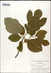 000062465-thumbnail.jpg