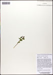 000063372-thumbnail.jpg