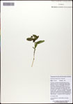 000063374-thumbnail.jpg
